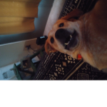 Maxxxxxxxxxxxxxxilovemydoogggg