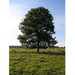 the Tree Family group