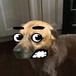 survive funni dogs!