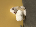 Sus bunnies
