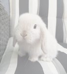 vanilla 20