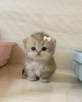 Berries POOKIES <3