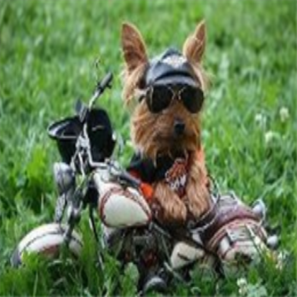 Dog :) Roblox decal