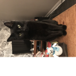 Lilylovescats