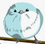 Birbs club