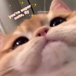 Meow Meow