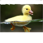 Duck Squad offical