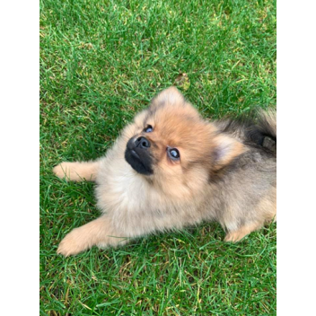 fun obby not that fun 