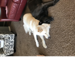 PUPPY DOG TEAM