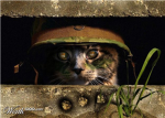 Kitten Army