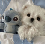 Puppy Fans!!!!!!! <3 <3 <3 <3