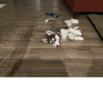 Husky Group(Brown husky)