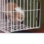 My little cute bunny