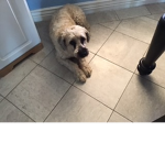 T puppy