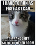 Cat22