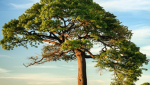Local Tree Community