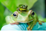 FROG GROUP :0!!!!!