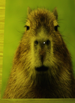 Capybara fun club