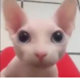 bingus