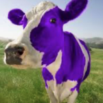 The Purple Cow Club