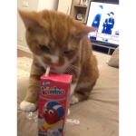 strwbviis kittyz