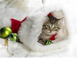 Cats And Kittens Lovers!