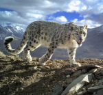 Leopard S