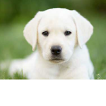 Animals_Rule2