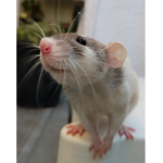 The goofy rats