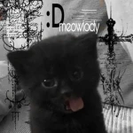 meowlody clothes Group Thumbnail
