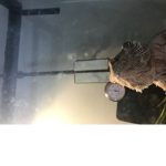 King Squirt