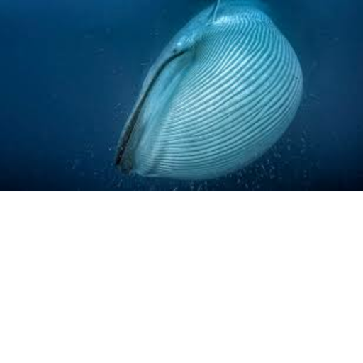 Get Swallowed by a whale