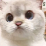 The BËËŠ!!!!!