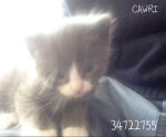 cawri