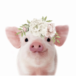 WE LOVE PIGS/PIGLETS GROUP.