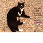 Pip the cat unicorn meow