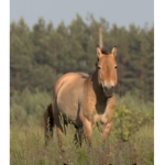 HAPPY HORSE DAY!!!