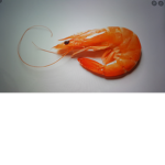 - Shrimps United-