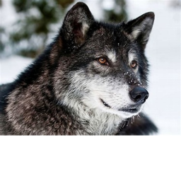 Wolf City