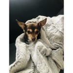 Cinnamon chihuahua