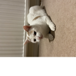 Kyra my cat army!!