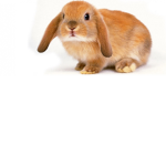 Lil bunnys