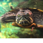Turtles R Awesome