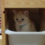 CatRiko