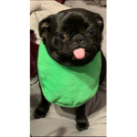 Brooklyn the dog