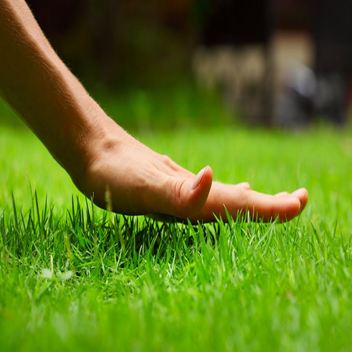touch grass simulator