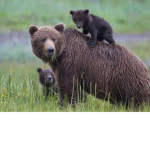 Da Bear Mask Gang