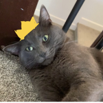 Princess Kitten