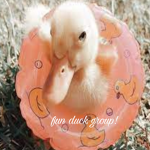 FUN DUCK GROUP!
