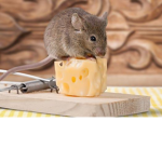 poor mice